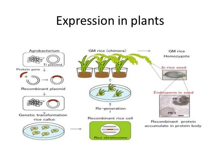 Rice Endosperm Specific Expression Platform